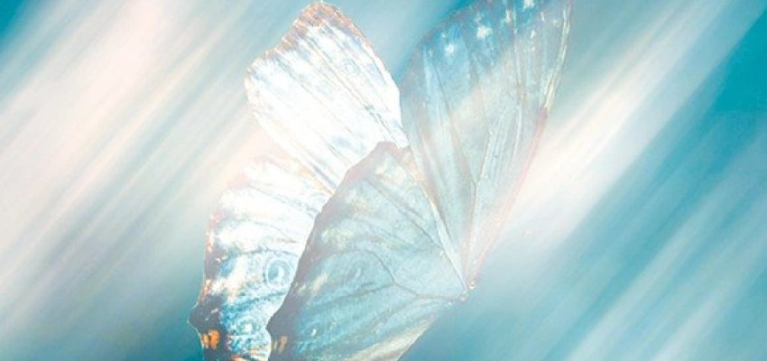 Pausentaste – Ein Schmetterling ruht sich aus