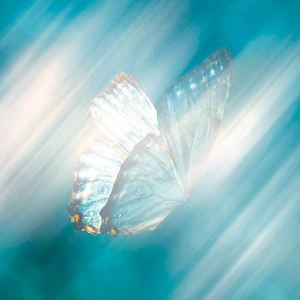 Pausentaste – Ein Schmetterling ruht sich aus