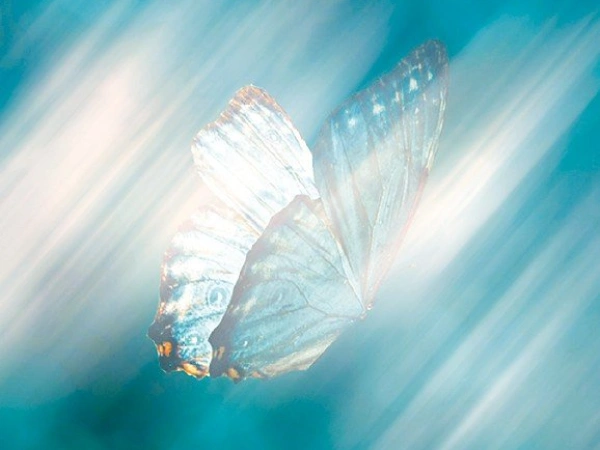 Pausentaste – Ein Schmetterling ruht sich aus