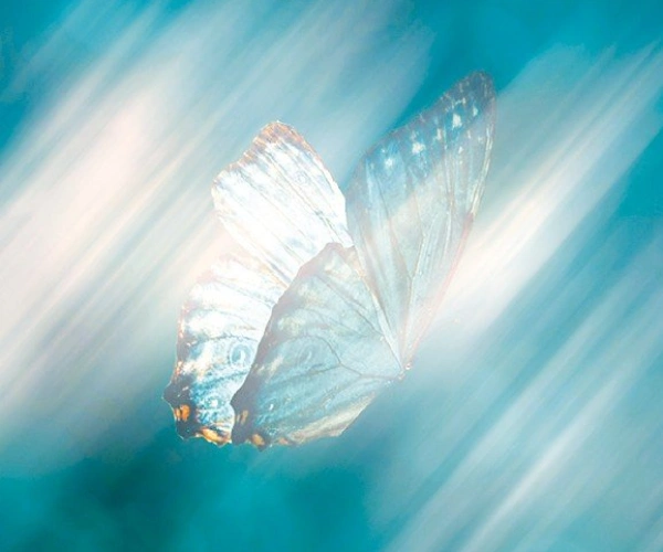 Pausentaste – Ein Schmetterling ruht sich aus