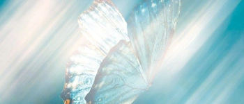 Pausentaste – Ein Schmetterling ruht sich aus