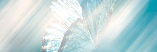 Pausentaste – Ein Schmetterling ruht sich aus
