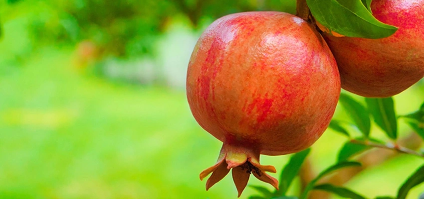 Beitragsbild zum Text: Atemluft des Reiches Gottes von Paul Toaspern