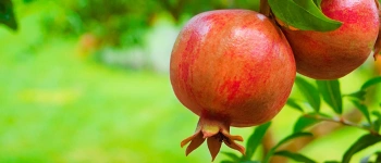 Beitragsbild zum Text: Atemluft des Reiches Gottes von Paul Toaspern