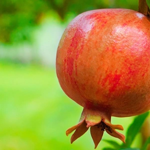 Beitragsbild zum Text: Atemluft des Reiches Gottes von Paul Toaspern