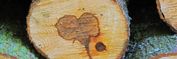 Ein Stamm in einem Holzstapel hat einen dunkleren Kern in Herzform