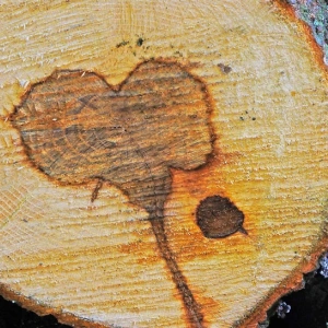 Ein Stamm in einem Holzstapel hat einen dunkleren Kern in Herzform