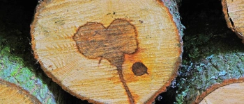Ein Stamm in einem Holzstapel hat einen dunkleren Kern in Herzform