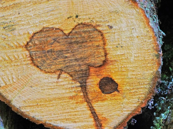 Ein Stamm in einem Holzstapel hat einen dunkleren Kern in Herzform