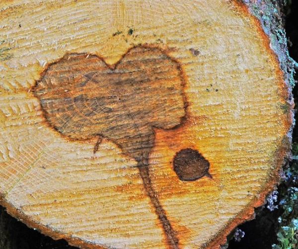 Ein Stamm in einem Holzstapel hat einen dunkleren Kern in Herzform