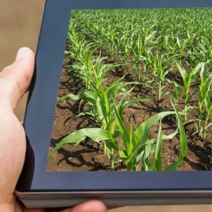 Beitragsbild zum Text: Schuldenschnitt einkalkuliert von Jürgen Kaiser und Adele Webb