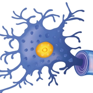 Beitragsbild zum Text: Herz und Hirn vereint zusammen von Elisabeth Pesahl
