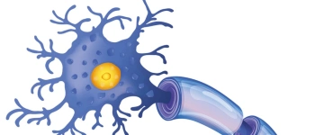 Beitragsbild zum Text: Herz und Hirn vereint zusammen von Elisabeth Pesahl