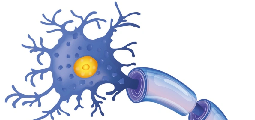 Beitragsbild zum Text: Herz und Hirn vereint zusammen von Elisabeth Pesahl