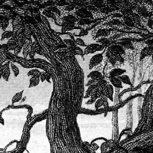 Zeichnung von Bäumen in schwarz-weiß