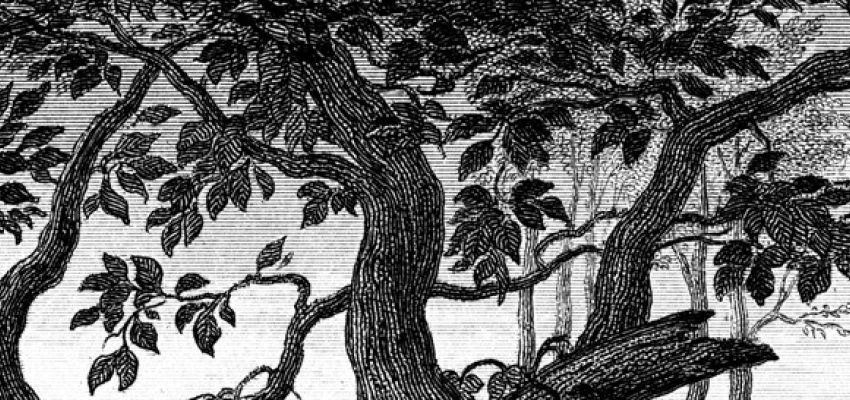 Zeichnung von Bäumen in schwarz-weiß