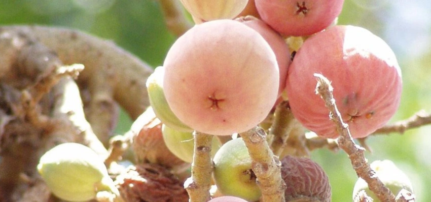 Bild von reifen Maulbeerfeigen