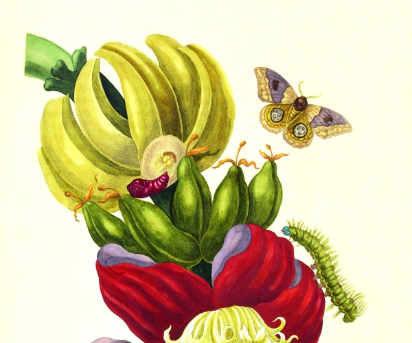 Illustration einer Bananenpflanze