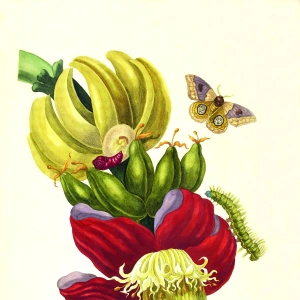 Illustration einer Bananenpflanze