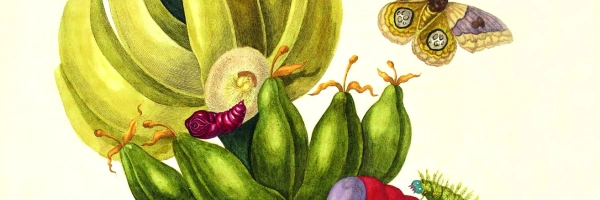 Illustration einer Bananenpflanze