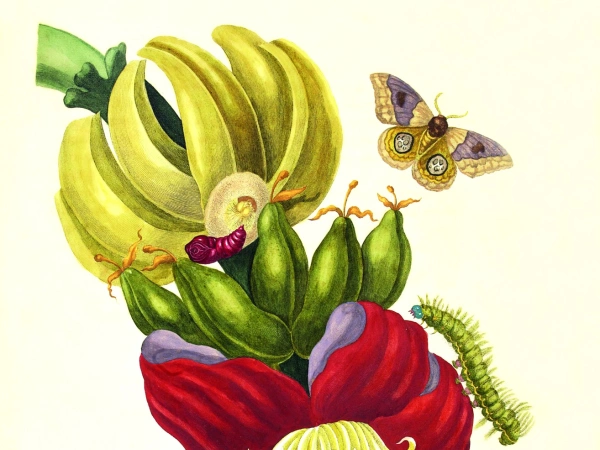Illustration einer Bananenpflanze