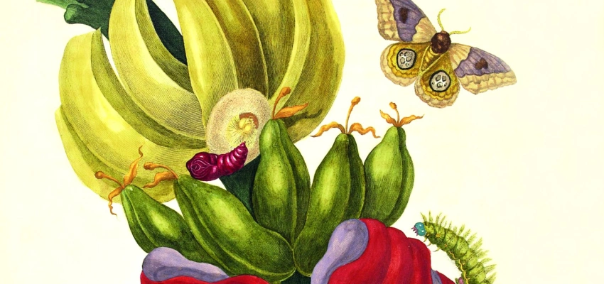 Illustration einer Bananenpflanze