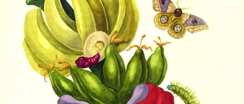 Illustration einer Bananenpflanze